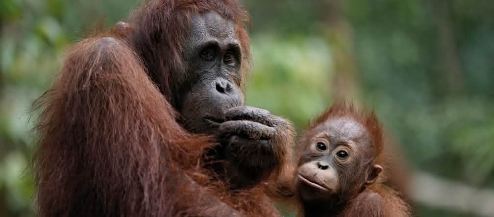 Mas de 2.000 orangutanes están amenazados por el proyecto minero de Churchill Mining