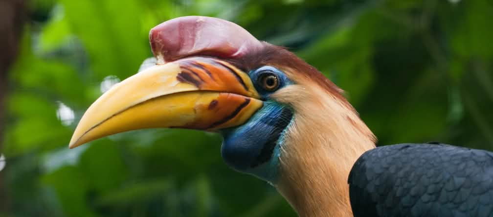 Los cálaos viven en la isla de Célebes Cálao