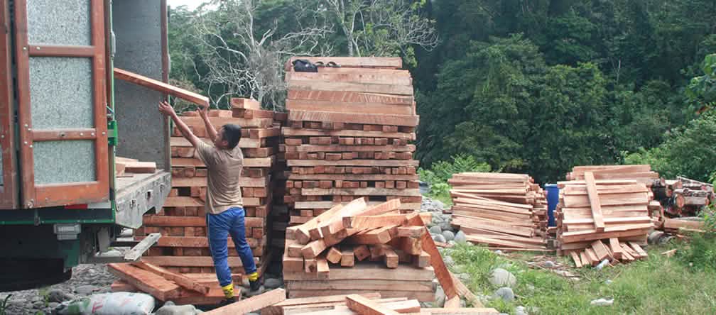 Carga de madera de balsa en camiones