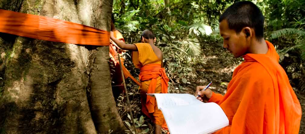 Los monjes señalizan y catalogan los árboles para protegerlos. Foto: Mother Nature Monjes de Camboya marcan los árboles gigantes de la selva en el valle de Areng.