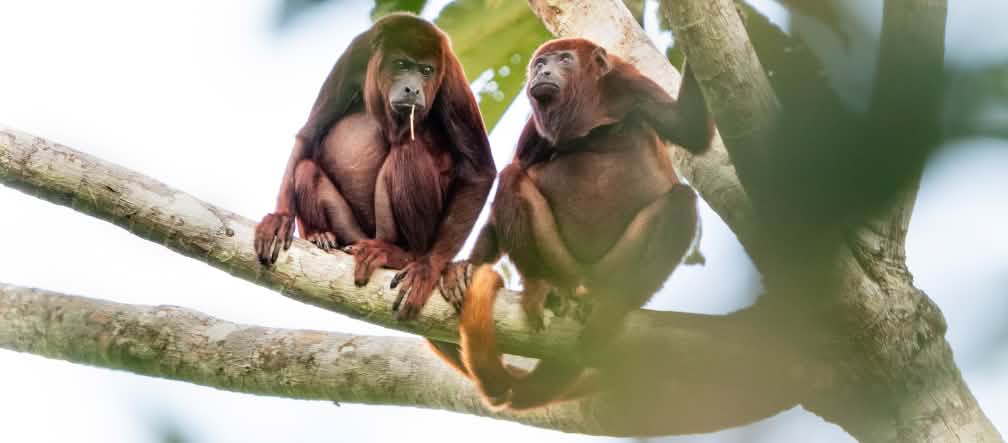 Dos ejemplares de mono aullador rojo (Allouata seniculus) sentados en una rama