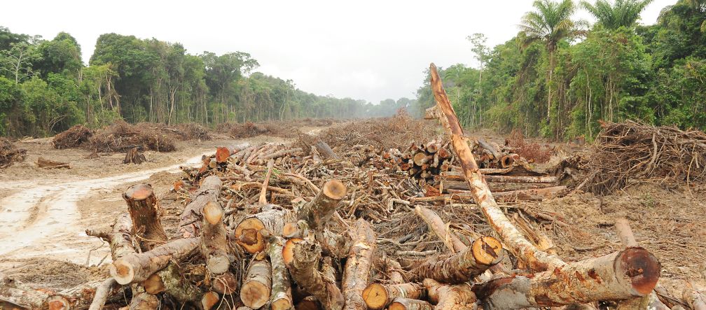 Árboles talados a orillas del río Xingu, Brasil