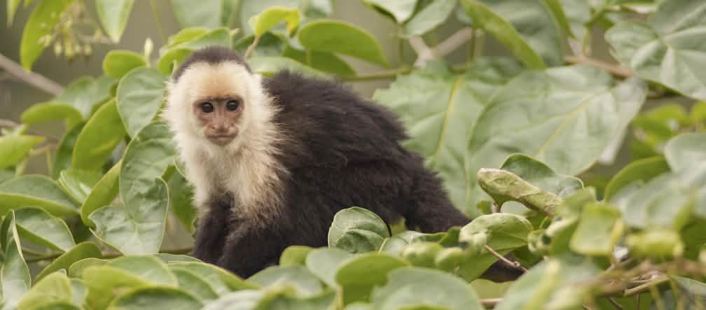 Capuchino de cara blanca (Cebus capucinus)