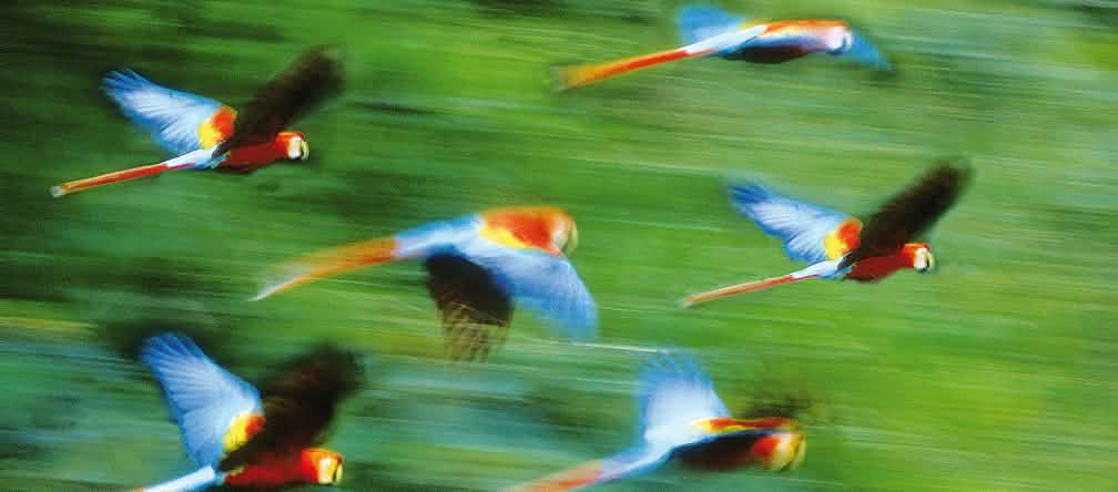 Guacamayos volando en la selva tropical