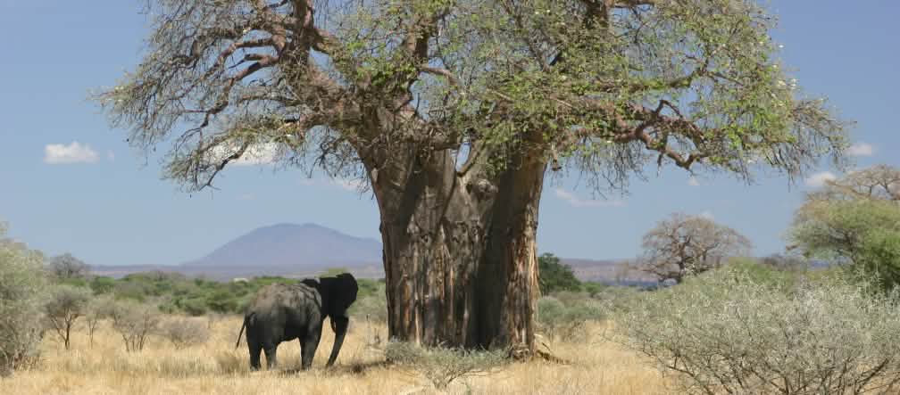 Elefante junto a un baobab en la savana