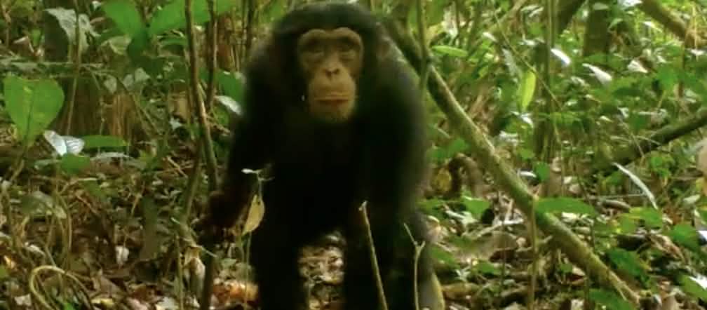 Chimpancé en el Parque Nacional de Grebo-Krahn, Liberia