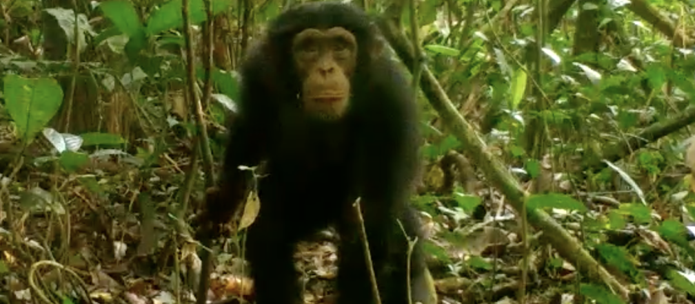 Chimpancé en el Parque Nacional de Grebo-Krahn, Liberia