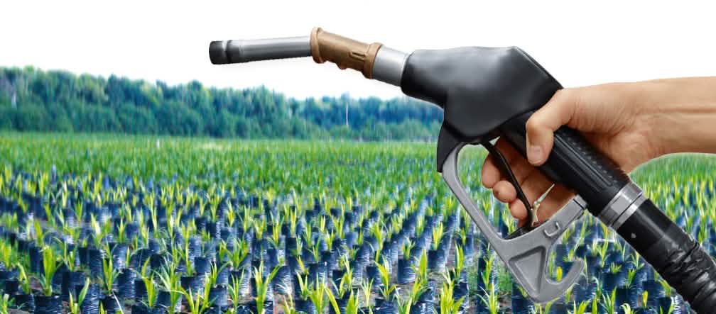Fotomontaje: un surtidor de gasolina se inserta ante una foto de miles de plántulas de palma aceitera en lo que era una selva tropical