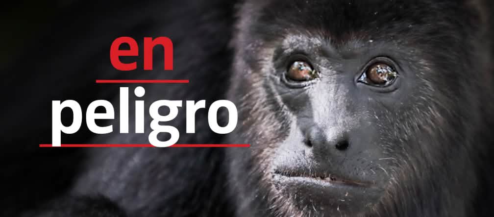 Mono aullador Mono aullador negro (Alouatta carayá) "en peligro"