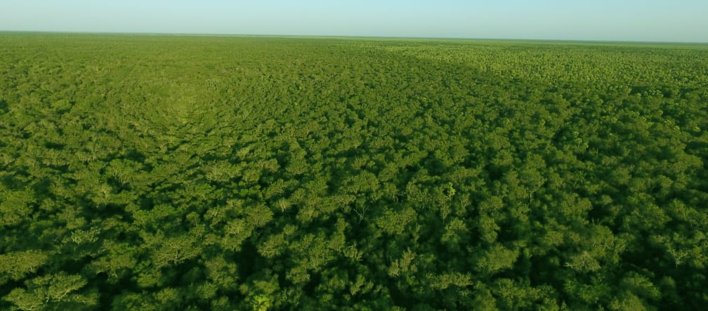 Bosque intacto, Chaco Paraguayo