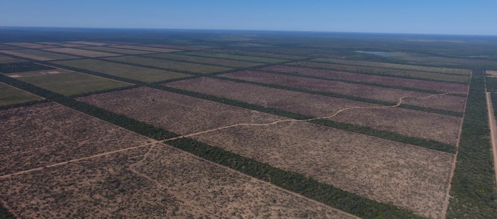 Áreas deforestadas para la expansión de monocultivos