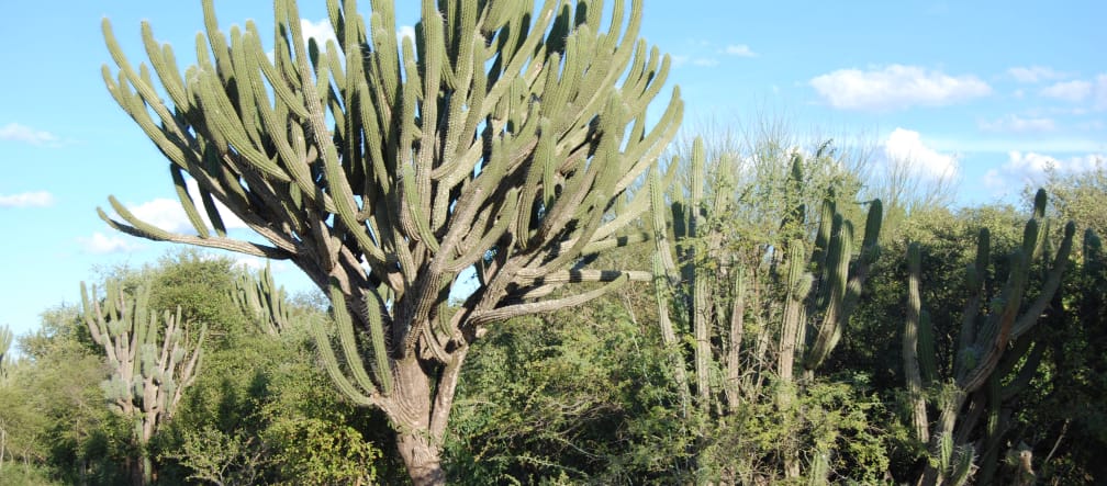 Detalle de la vegetación del bosque seco del Chaco paraguayo, cerca de la comunidad Wonta-Santa Rosa