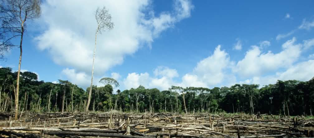 Tala de la selva amazónica para expansión de agronegocios