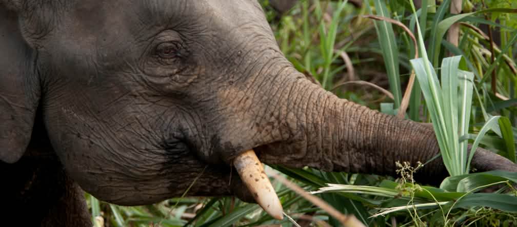 Los elefantes pigmeos de Sabah estaban gravemente amenazados Elefante comiendo