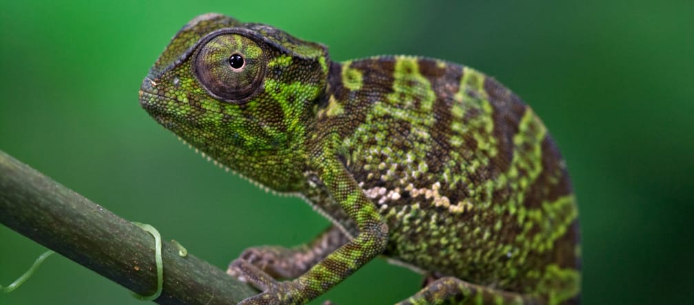 Camaleón en el bosque de Atewa, Ghana