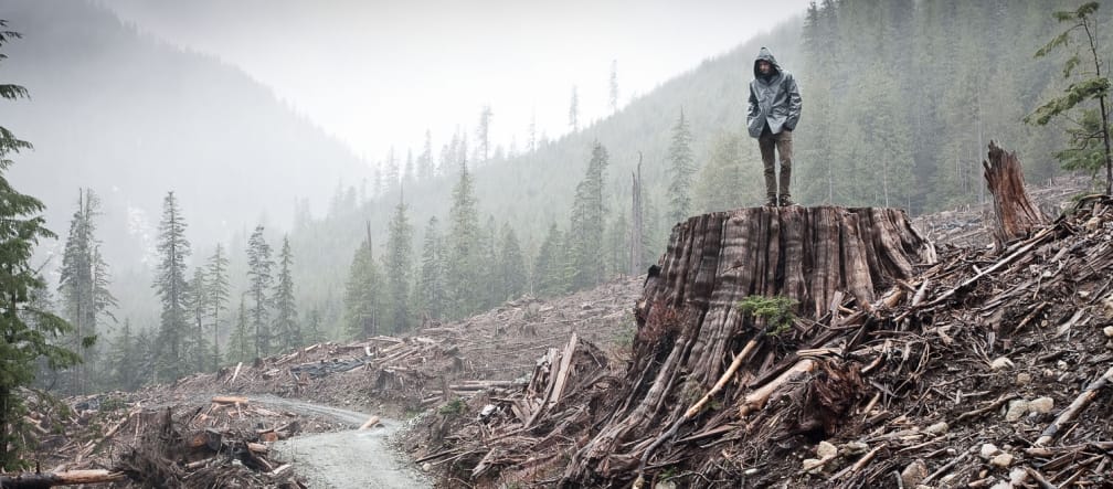 Tala de bosque costero en la isla de Vancouver en Columbia Británica, Canadá