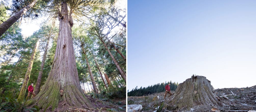 Tala de bosque costero en la isla de Vancouver en Columbia Británica, Canadá