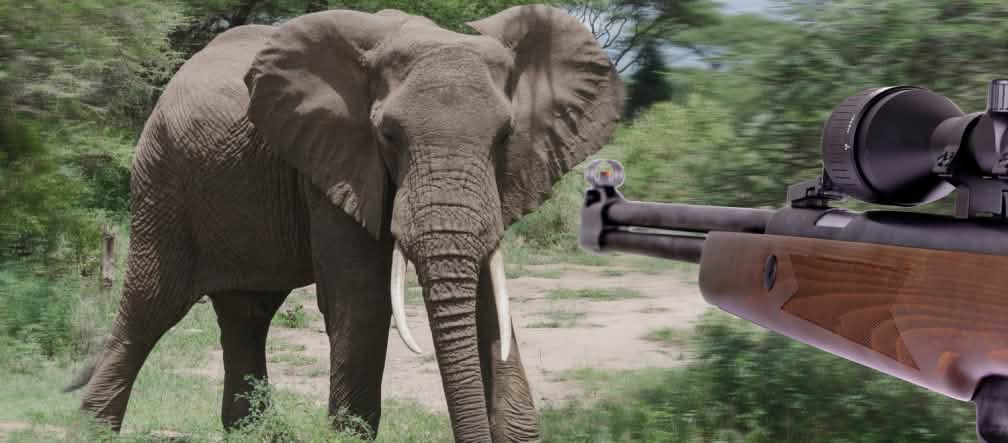 Elefantes, en la mira de los cazadores ilegales Elefante, caza ilegal