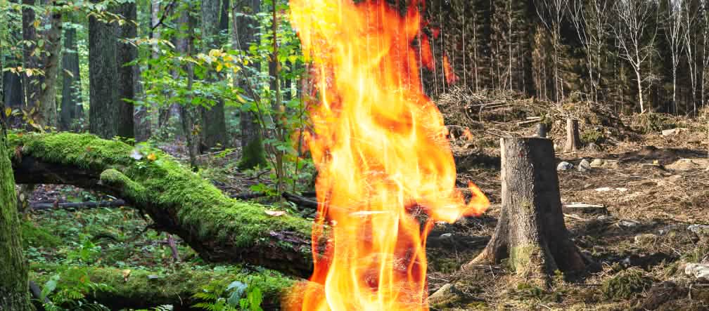 Fotomontage collage con un bosque verde a la izquierda, uno destruido a la derecha y en el centro un fuego