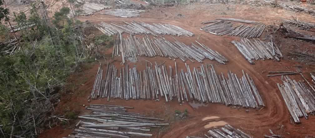Tala para una mega plantación de palma en Papua Tala para establecer una plantación de palma aceitera, por parte de PT Digoel Agri en Papua
