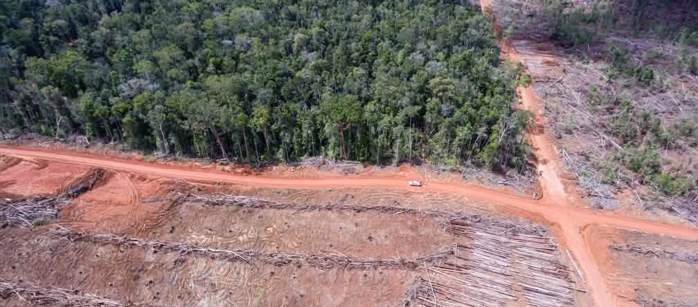El socio comercial de Samsung Korindo destruye la selva en la provincia indonesia de Papua Vista aérea de la tala de bosque para establecer plantaciones de palma aceitera en Papua, Indonesia