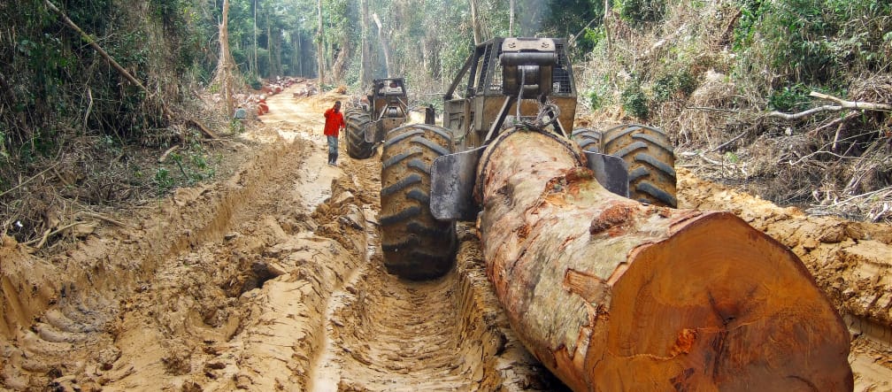 Tronco de un árbol tropical gigante arrancado por un tractor maderero en la selva en África Central