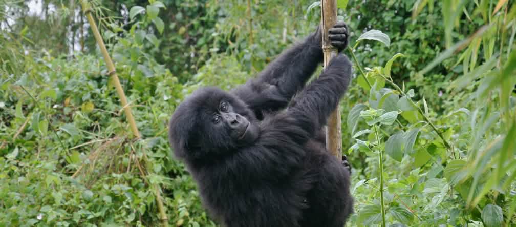 Los gorilas de montaña de África sólo sobreviven en bosques protegidos