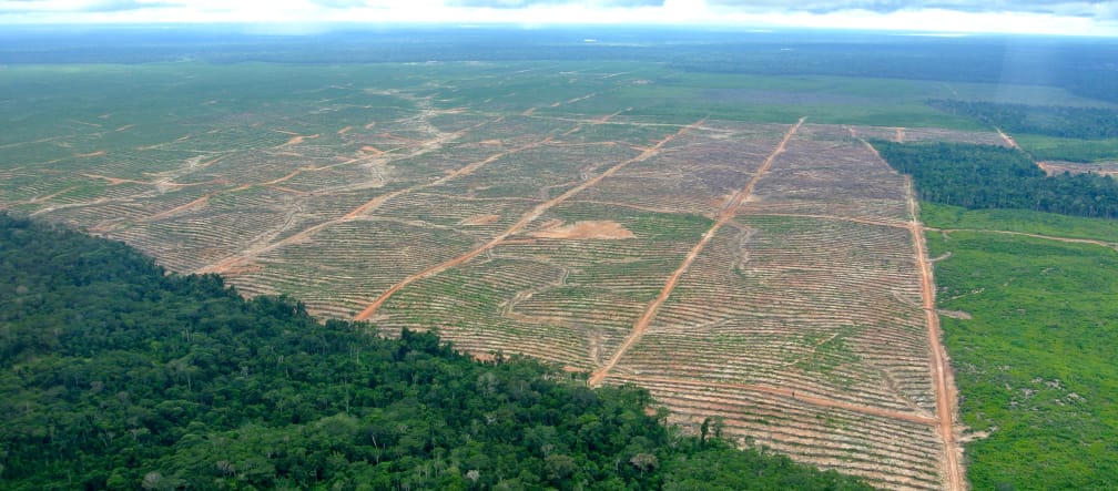 Así avanzan las plantaciones de palma aceitera sobre la selva en Perú Vista aérea: tala de selva para plantación de palma de aceite en Perú