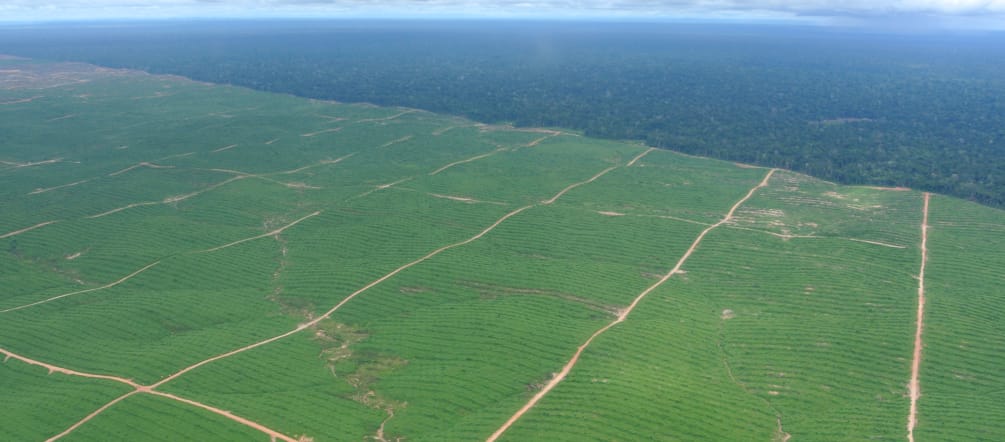 Plantaciones de palma aceitera en Perú