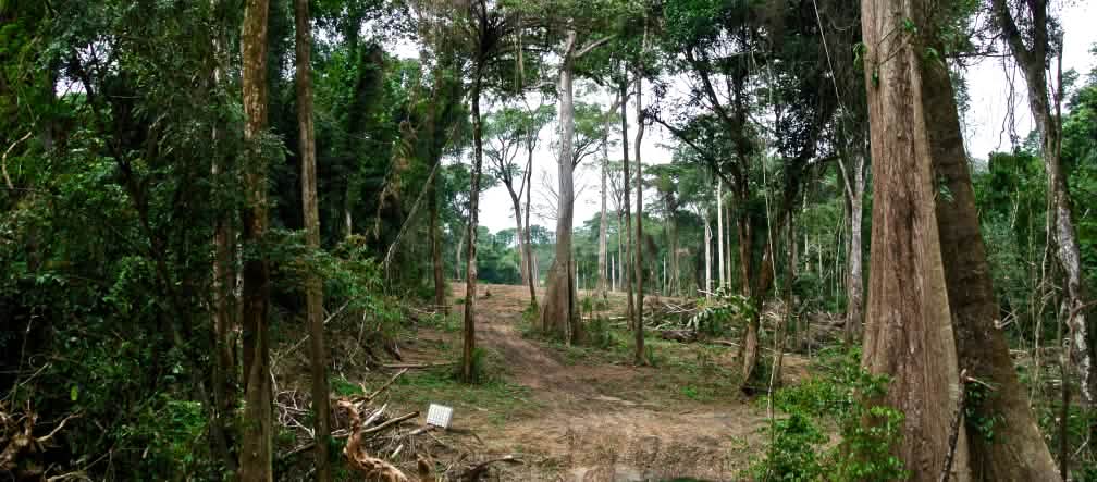 Ekuri es uno de los últimos bosques tropicales que quedan en el mundo