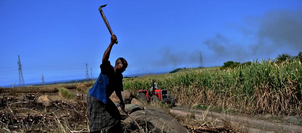Caña de azúcar en Sudáfrica Trabajador en una plantación de caña de azúcar