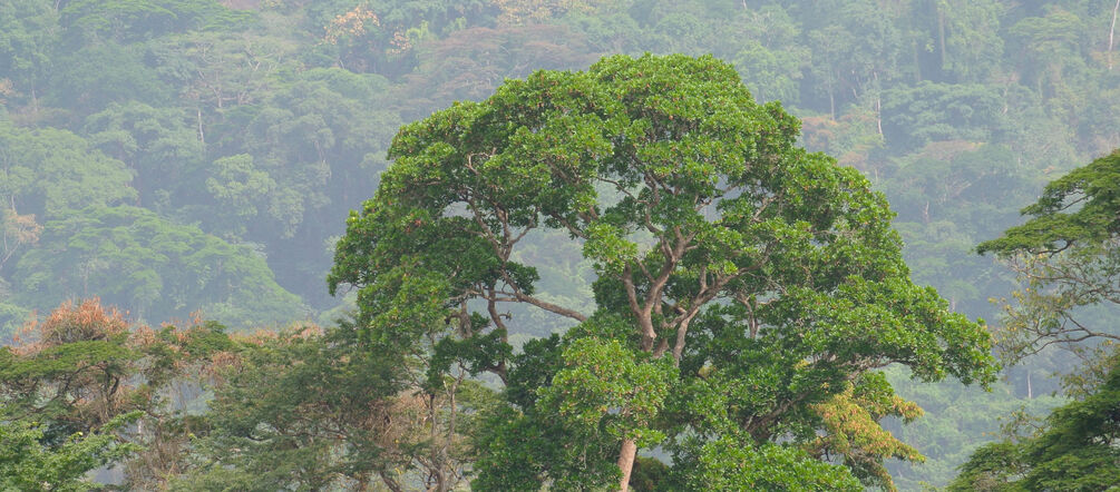 Selva tropical de Nigeria