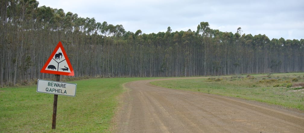 Plantación industrial de árboles en Sudáfrica