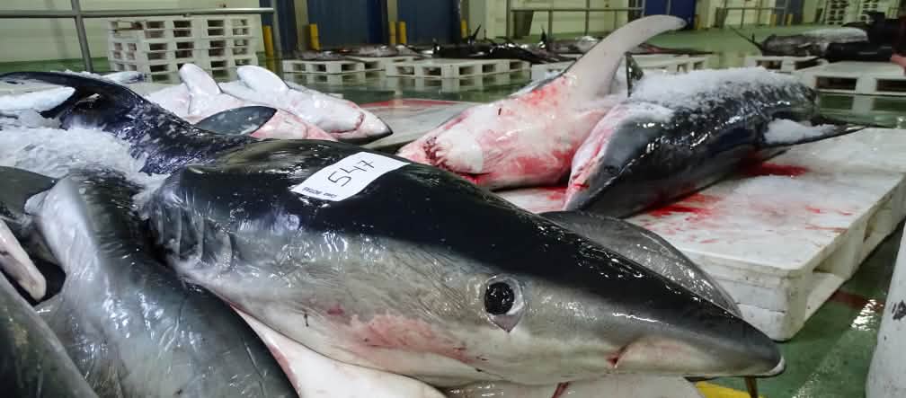 Tiburones en la lonja de Vigo Tiburones muertos recién llegados a puerto