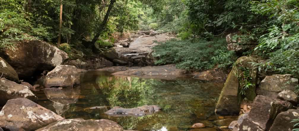 El agua baja por el río rocoso atravesando la selva tropical