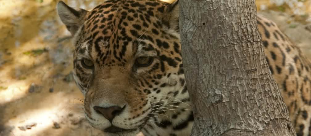 Jaguar (Pantera onca)
