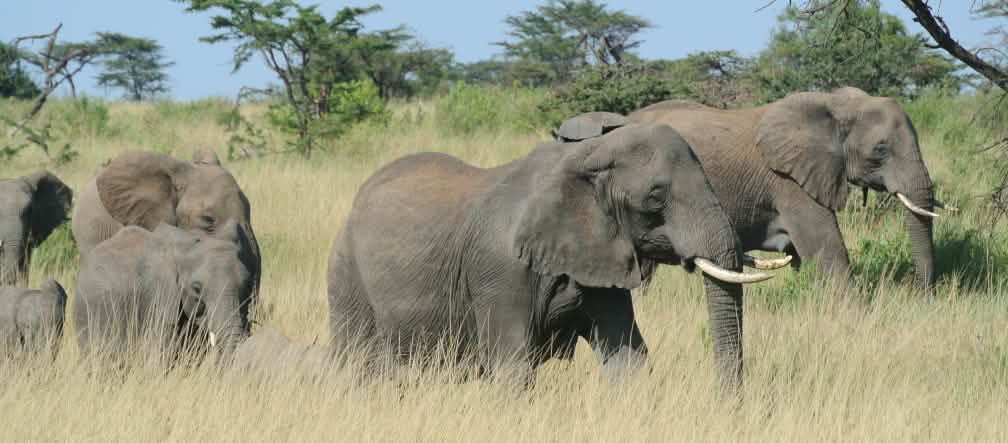 Manada de elefantes en el Serengeti
