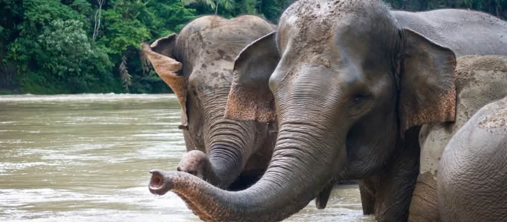 Elefantes de Sumatra tomando un baño en el río