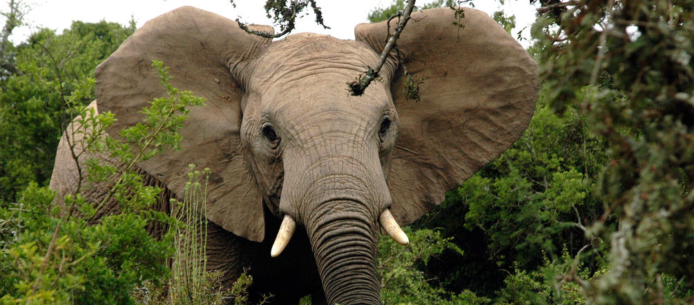 Elefante africano en el bosque