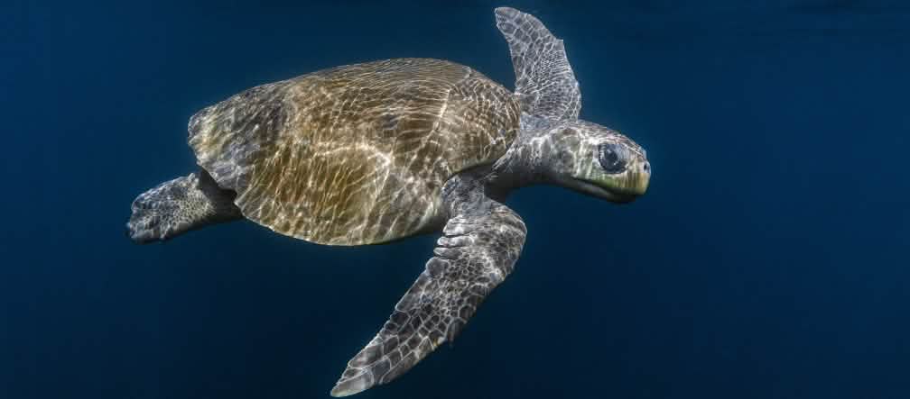 Una imagen excepcional: tortuga marina Olive Ridley Tortuga marina Olive Ridley