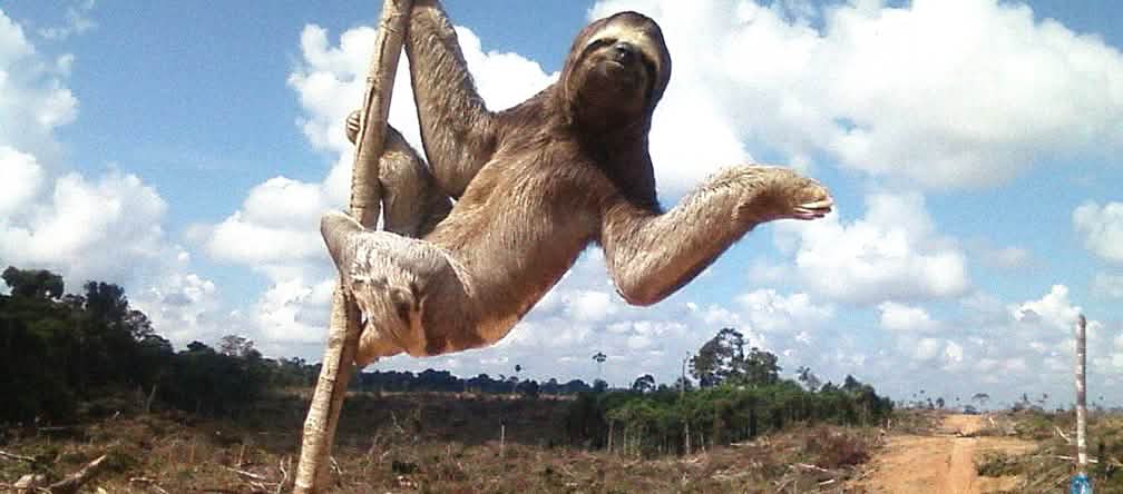 Oso perezoso en área deforestada en Perú