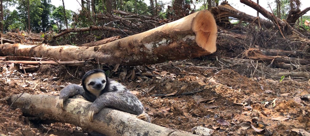 Guyana: la selva tropical es el hábitat del perezoso de garganta blanca, pero hay planes para destrozarla Un perezoso de garganta blanca se aferra al tronco de un árbol talado en la selva tropical