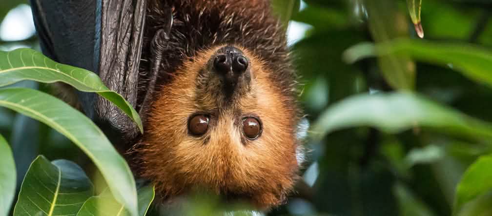 La cifra de murciélagos disminuye dramáticamente Zorro volador, murciélago de Mauricio