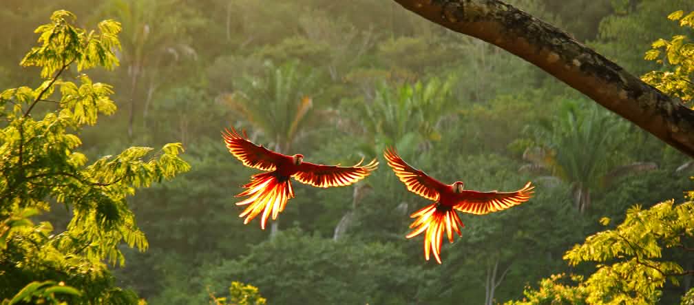 Dos guacamayos rojos vuelan, con las alas desplegadas, sobre la selva tropical Dos guacamayos rojos vuelan, con las alas desplegadas, sobre la selva tropical