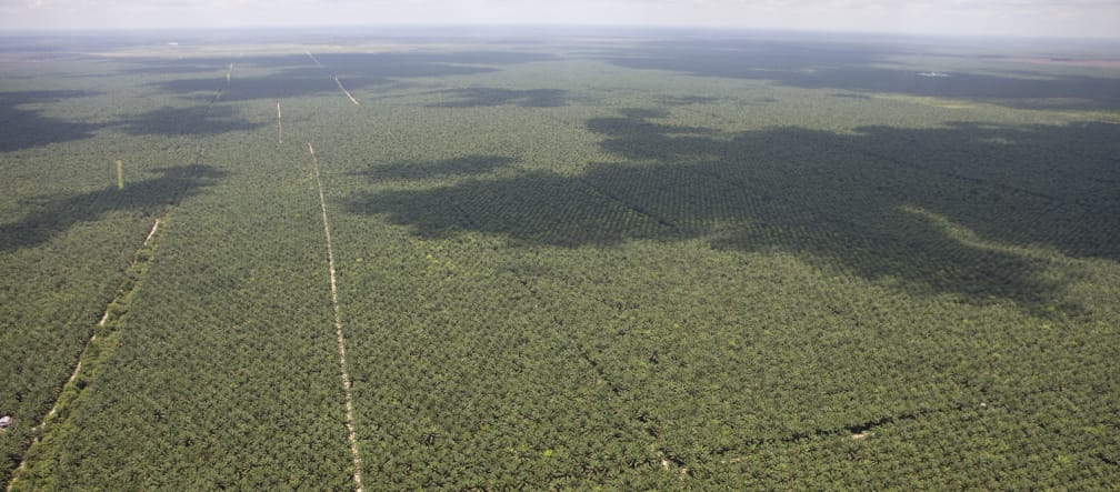 Plantaciones de palma aceitera se pierden en el horizonte. Vista aérea de plantaciones de aceite de palma