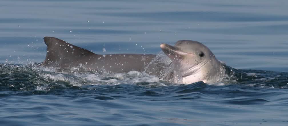 800 delfines de Guyana viven en la bahía de Sepetiba Delfines de Guyana