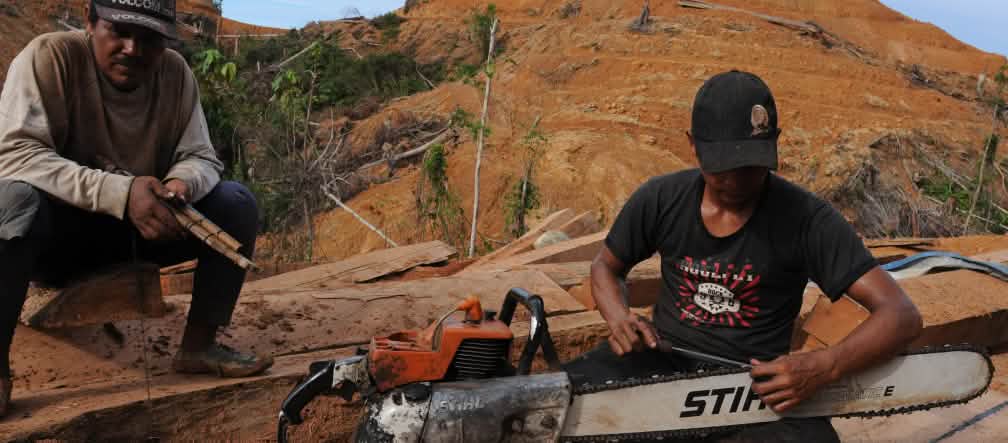 Talas en la selva: las motosierras de Stihl se usan en todo el mundo Madereros en Borneo con motosierra de Stihl