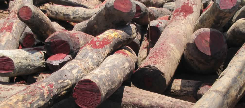 Palisandro y ébano se talan ilegalmente en varios países de África como Nigeria Madera de palisandro talada ilegalmente en Madagascar