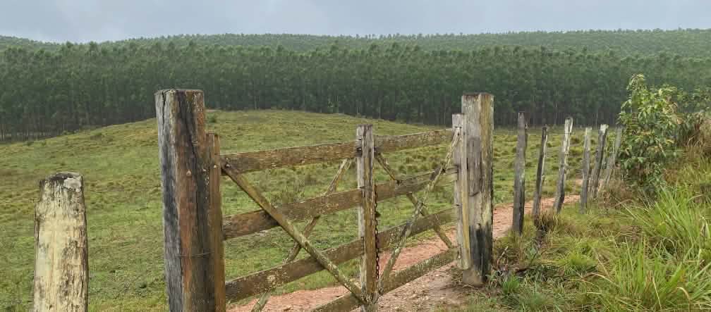 Un portón cerrado de madera ante un extenso monocultivo de eucalipto que se observa al fondo