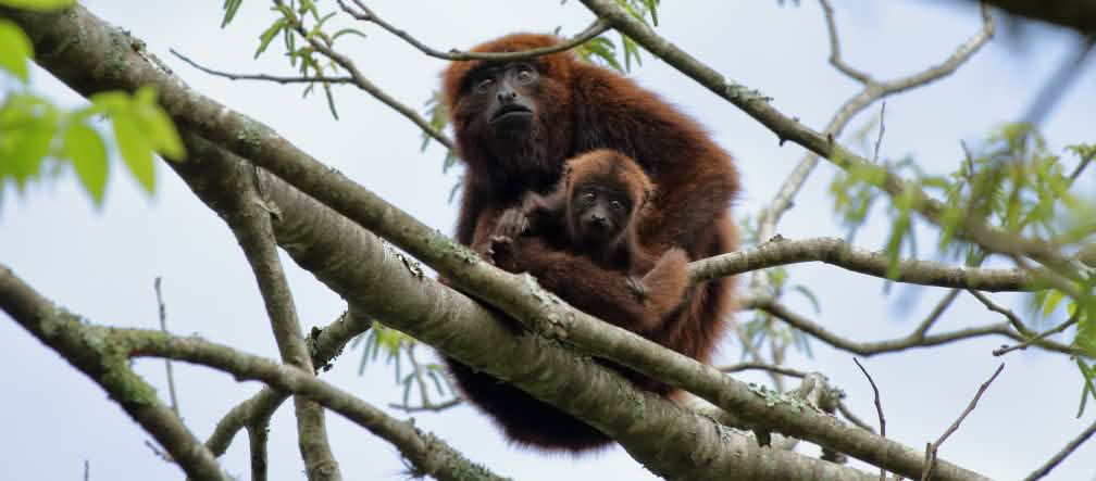 Mono aullador rojo austral (Alouatta guariba clamitans) sentado con una cría en la copa de un árbol